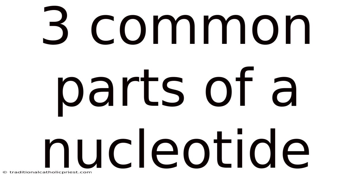 3 Common Parts Of A Nucleotide