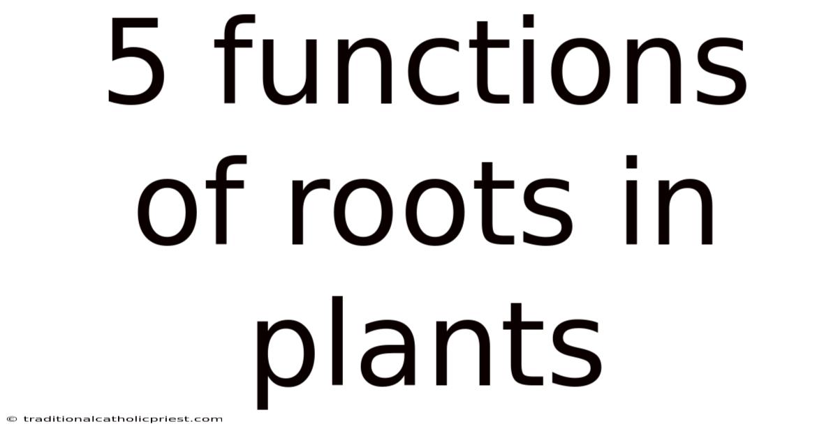 5 Functions Of Roots In Plants