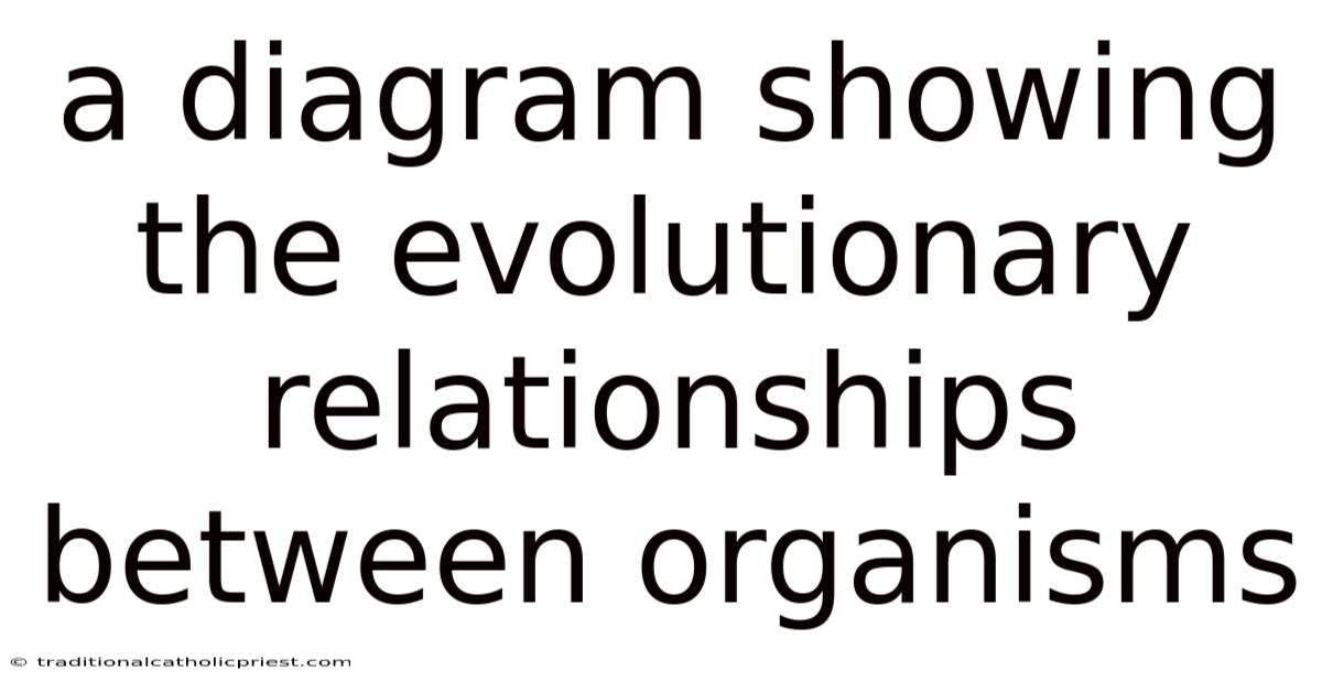 A Diagram Showing The Evolutionary Relationships Between Organisms