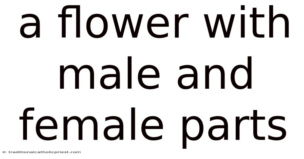 A Flower With Male And Female Parts