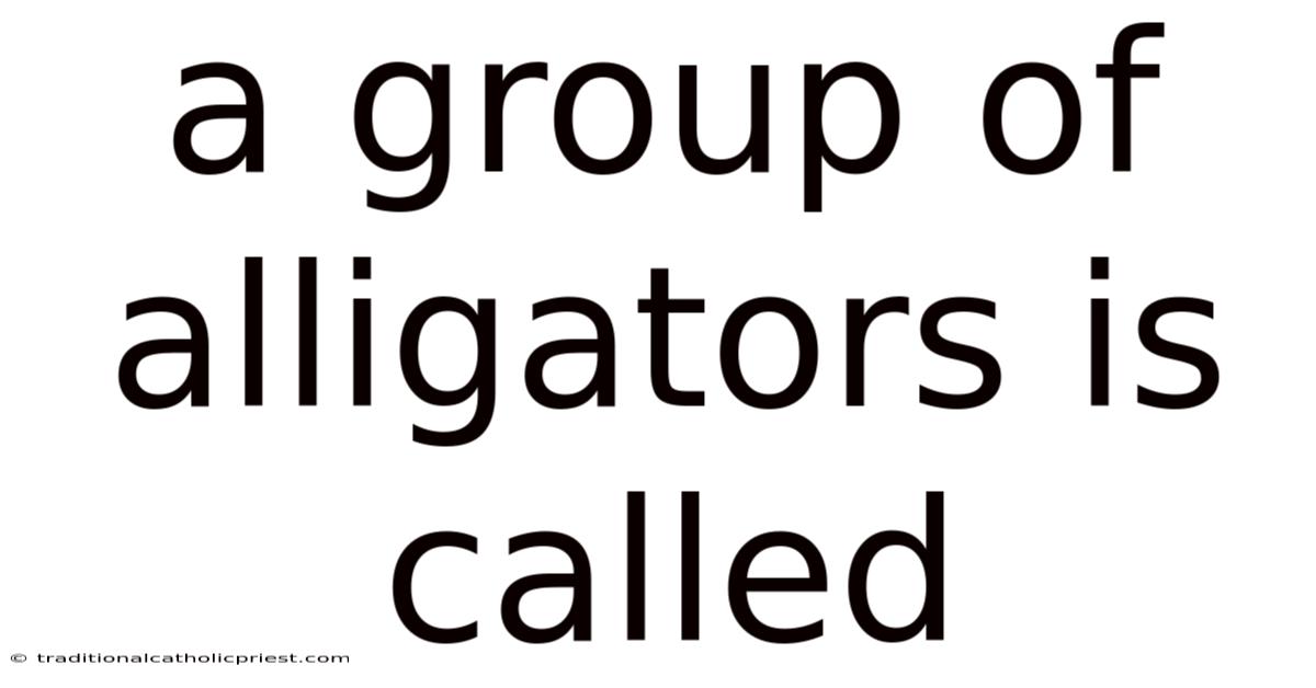 A Group Of Alligators Is Called
