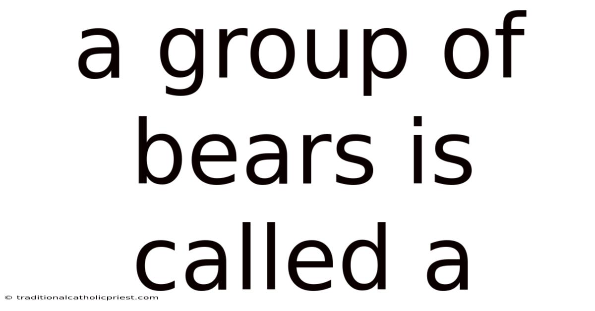 A Group Of Bears Is Called A
