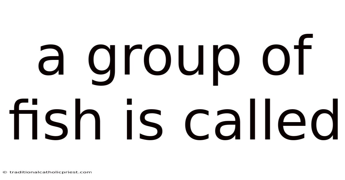 A Group Of Fish Is Called