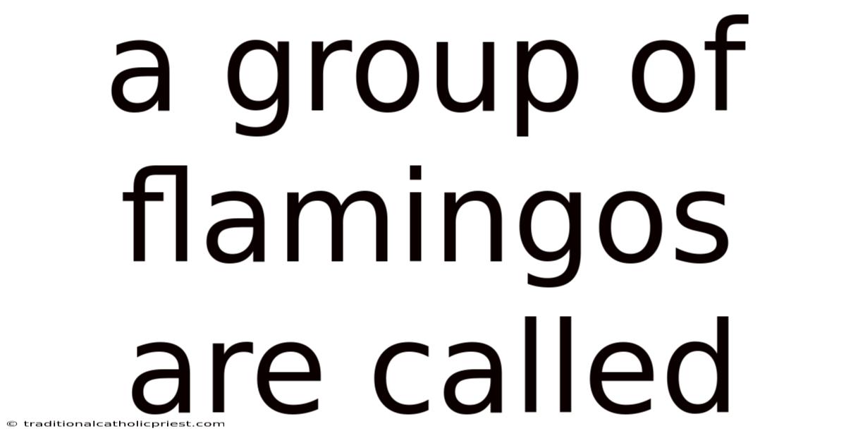 A Group Of Flamingos Are Called