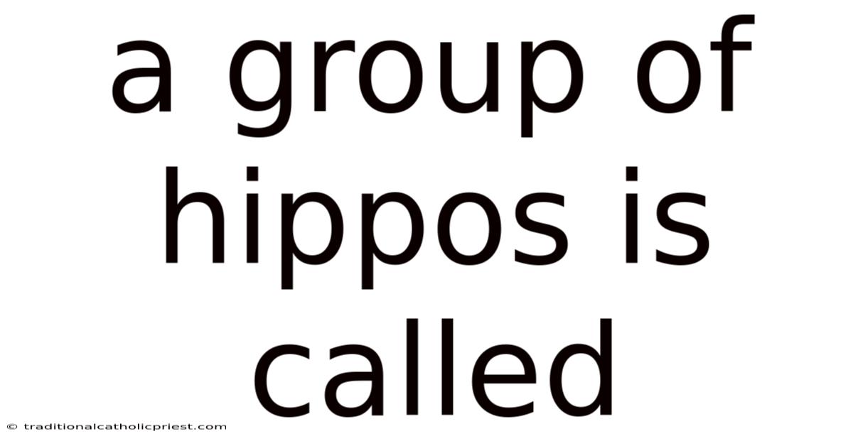 A Group Of Hippos Is Called