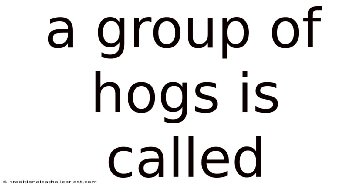 A Group Of Hogs Is Called