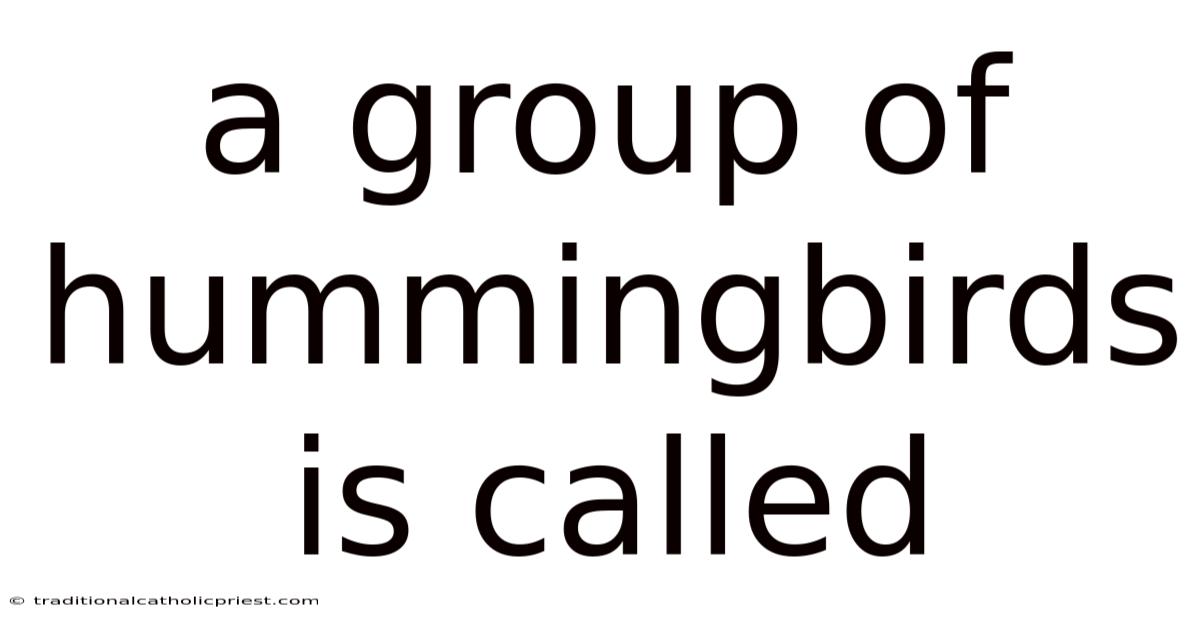 A Group Of Hummingbirds Is Called