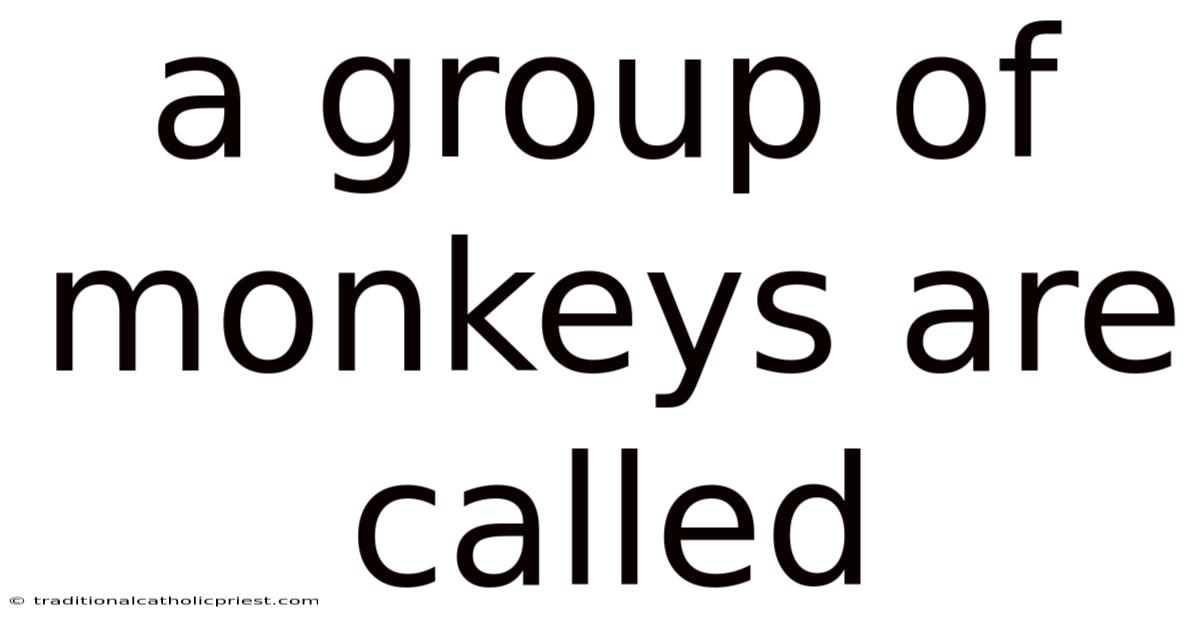 A Group Of Monkeys Are Called