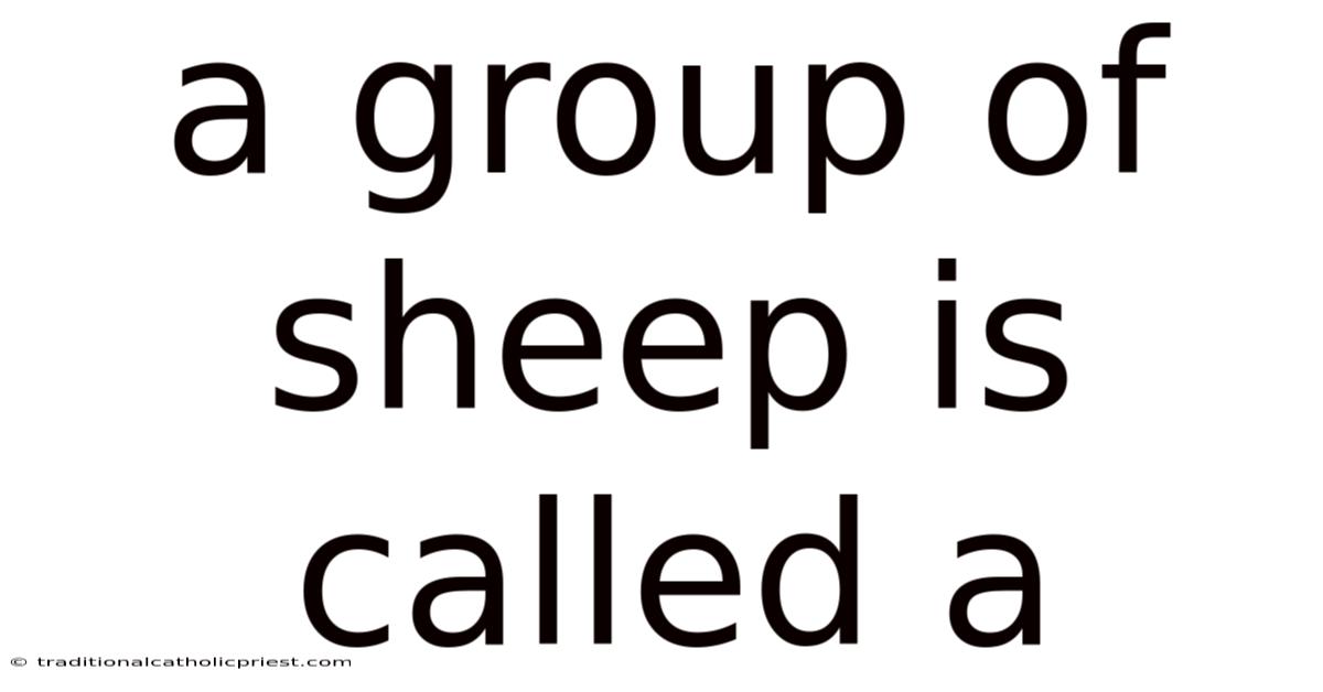 A Group Of Sheep Is Called A