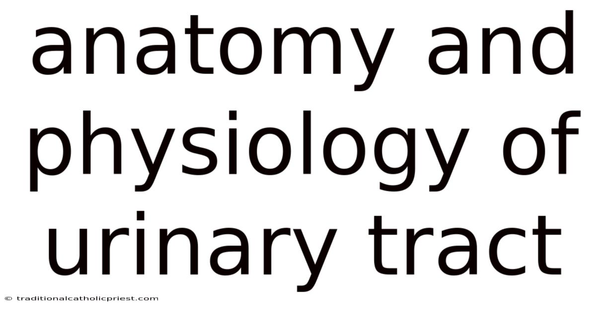 Anatomy And Physiology Of Urinary Tract