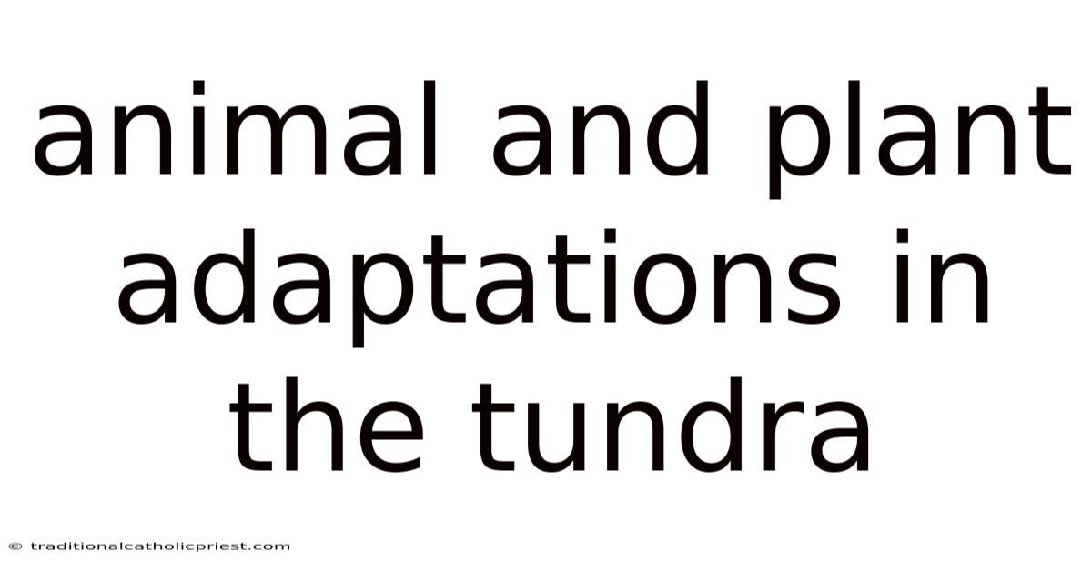 Animal And Plant Adaptations In The Tundra