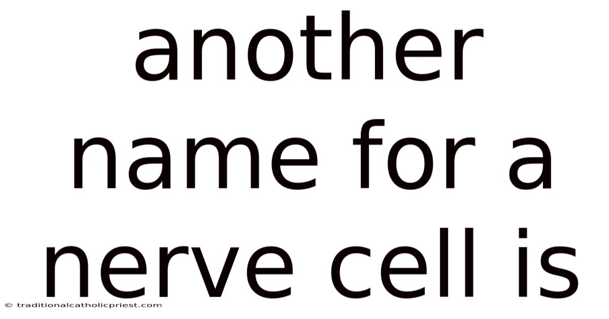 Another Name For A Nerve Cell Is