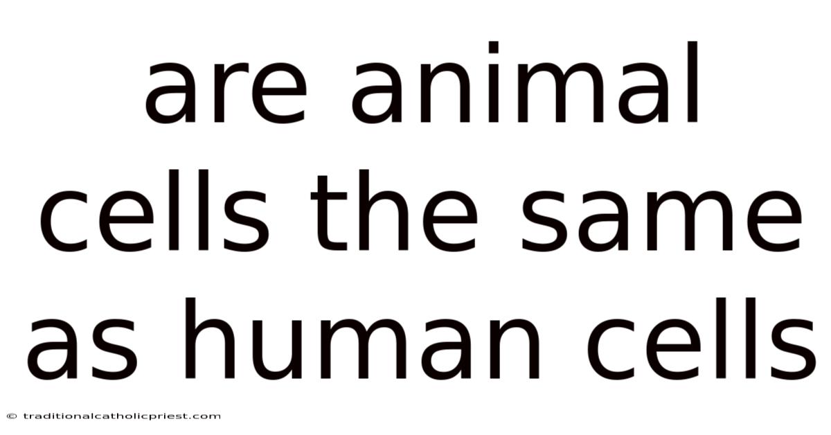 Are Animal Cells The Same As Human Cells