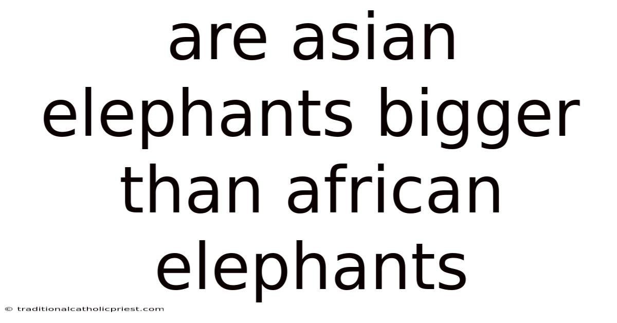 Are Asian Elephants Bigger Than African Elephants