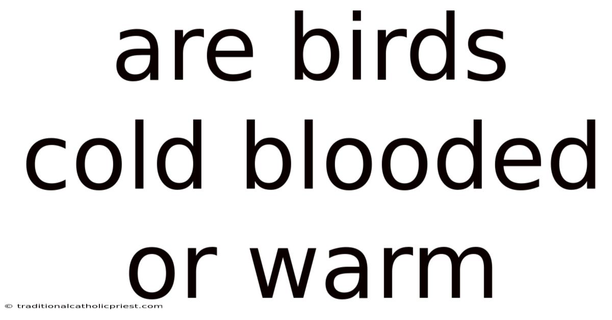 Are Birds Cold Blooded Or Warm