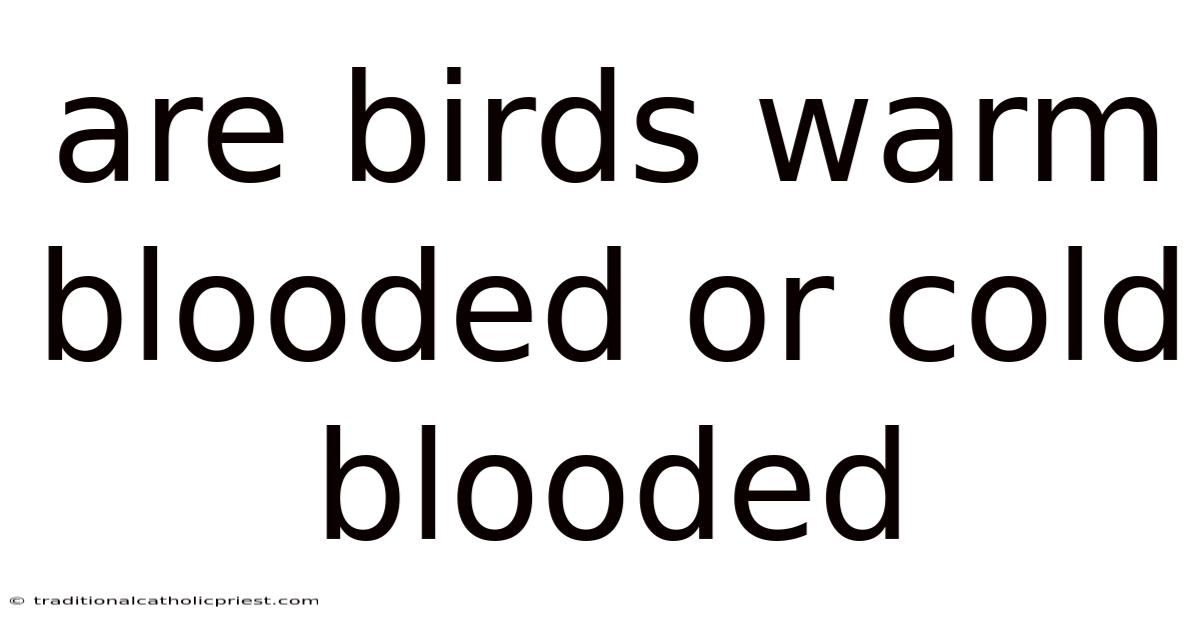 Are Birds Warm Blooded Or Cold Blooded