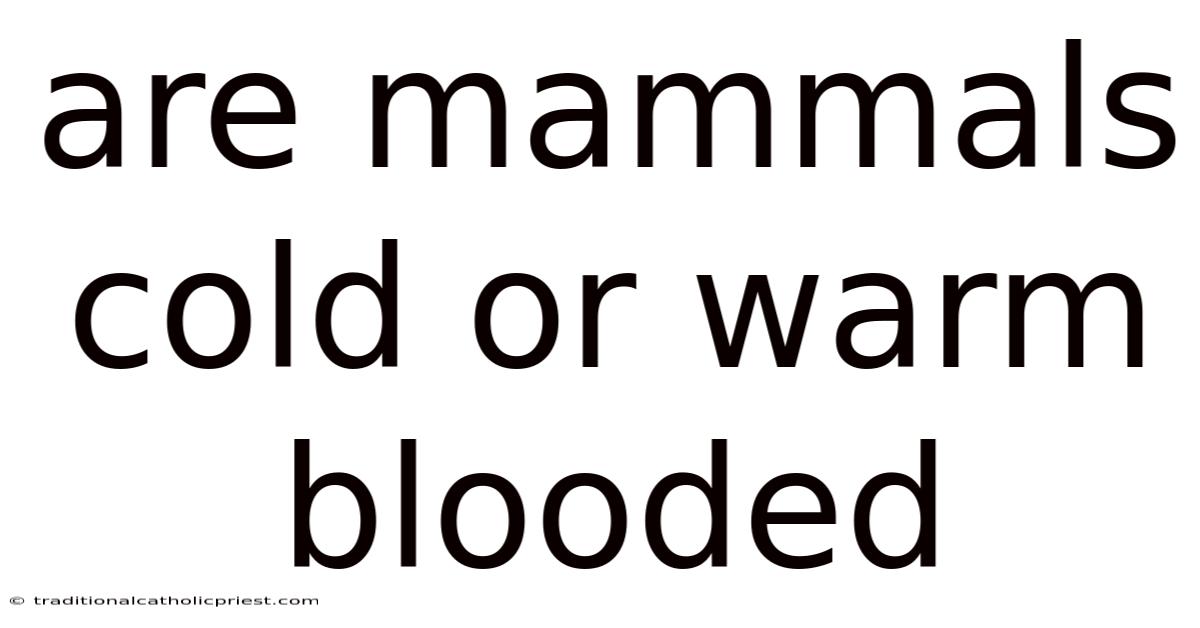 Are Mammals Cold Or Warm Blooded