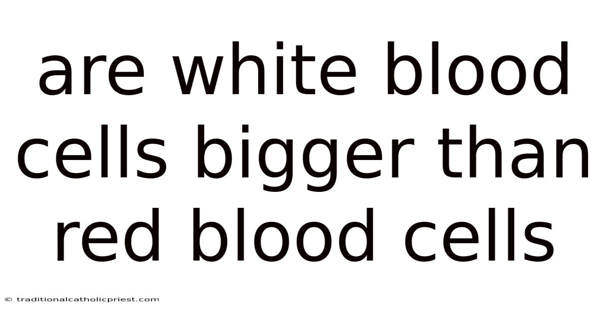 Are White Blood Cells Bigger Than Red Blood Cells