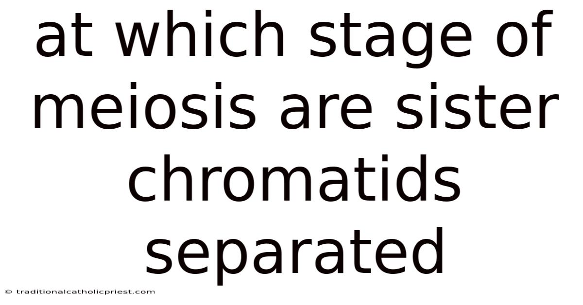 At Which Stage Of Meiosis Are Sister Chromatids Separated
