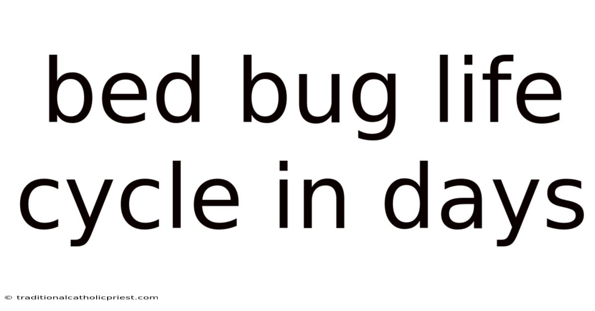 Bed Bug Life Cycle In Days