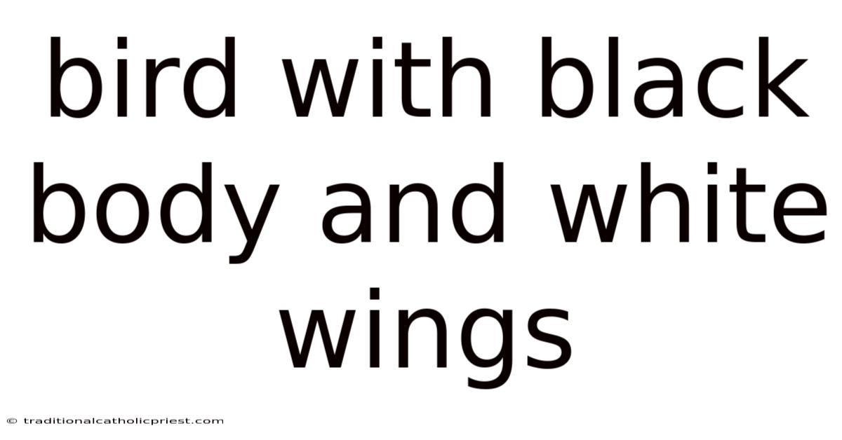 Bird With Black Body And White Wings