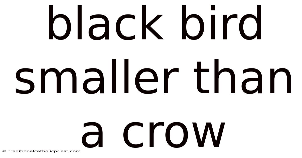 Black Bird Smaller Than A Crow