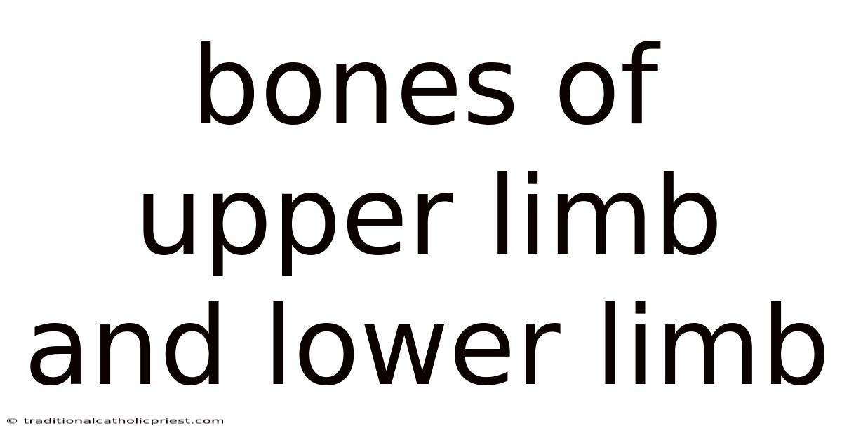Bones Of Upper Limb And Lower Limb