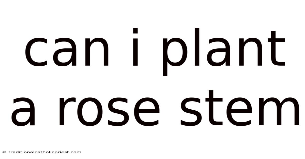 Can I Plant A Rose Stem