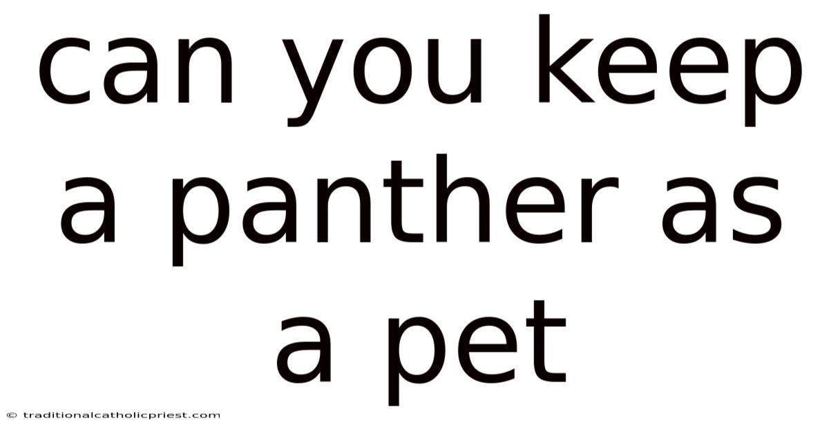 Can You Keep A Panther As A Pet