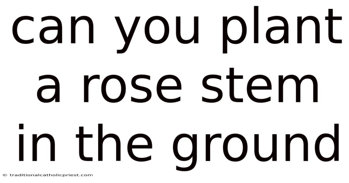 Can You Plant A Rose Stem In The Ground