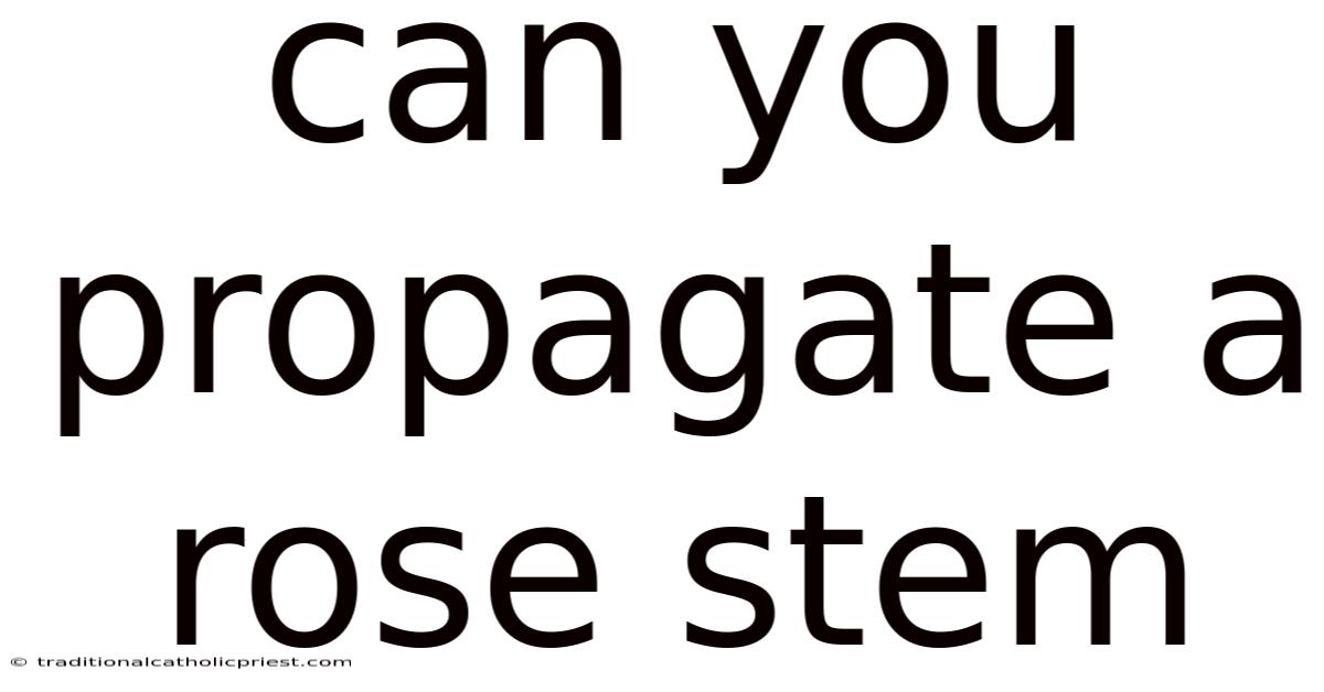 Can You Propagate A Rose Stem