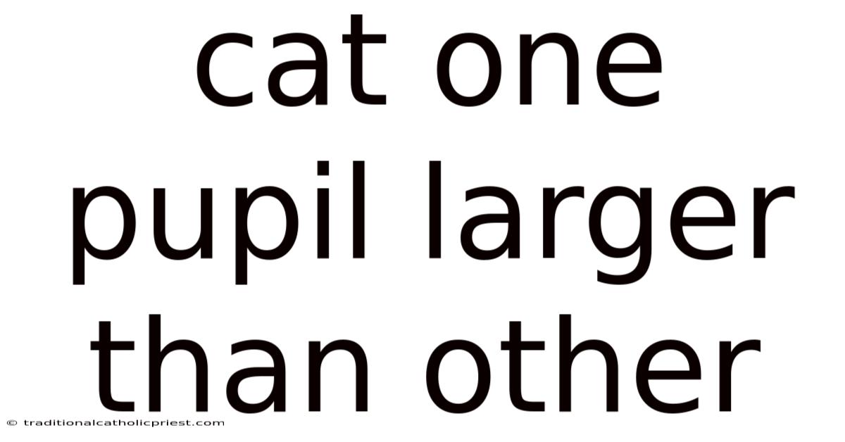 Cat One Pupil Larger Than Other