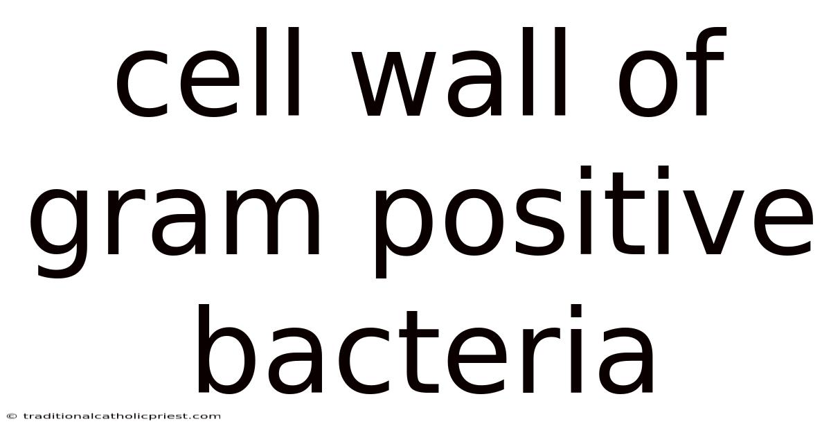 Cell Wall Of Gram Positive Bacteria