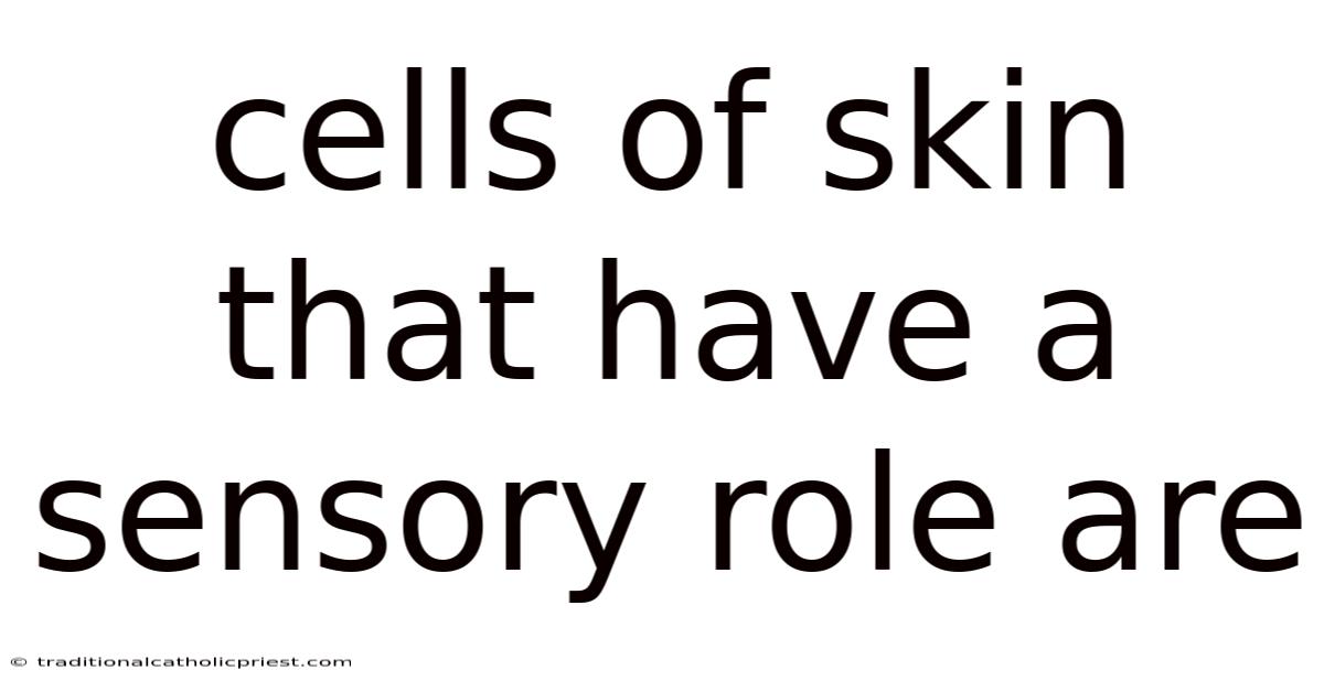Cells Of Skin That Have A Sensory Role Are