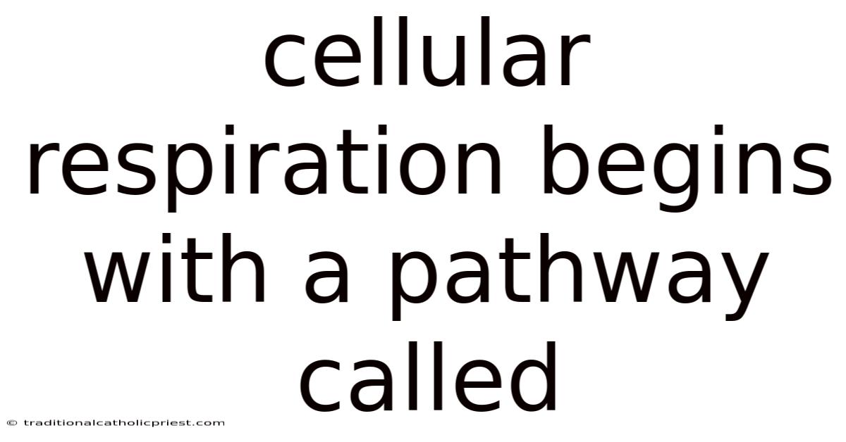 Cellular Respiration Begins With A Pathway Called