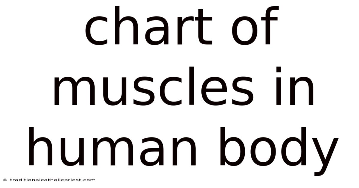 Chart Of Muscles In Human Body