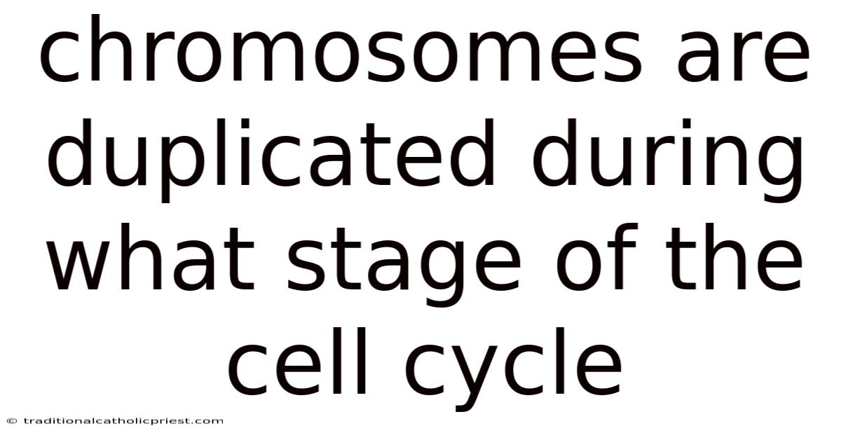 Chromosomes Are Duplicated During What Stage Of The Cell Cycle