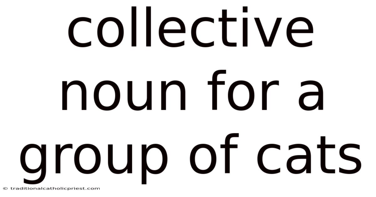 Collective Noun For A Group Of Cats