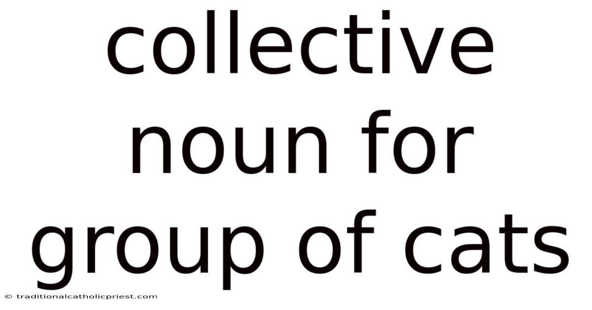 Collective Noun For Group Of Cats