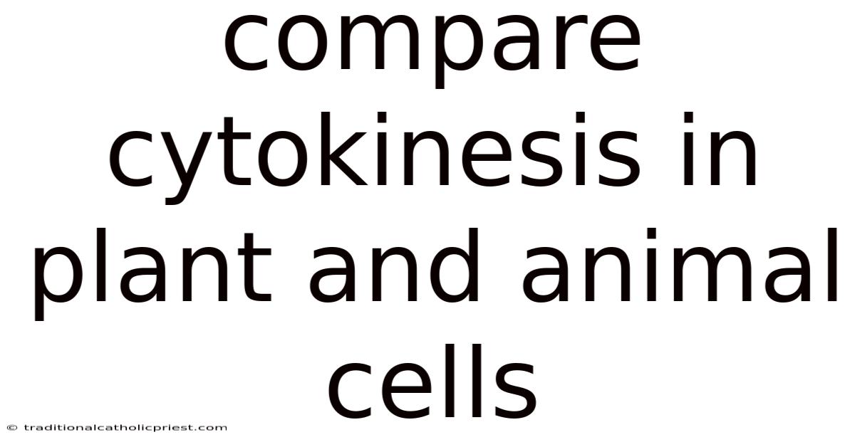 Compare Cytokinesis In Plant And Animal Cells