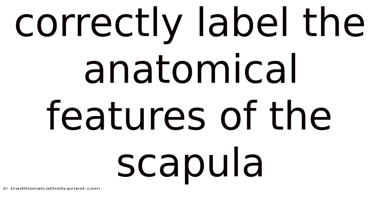 Correctly Label The Anatomical Features Of The Scapula