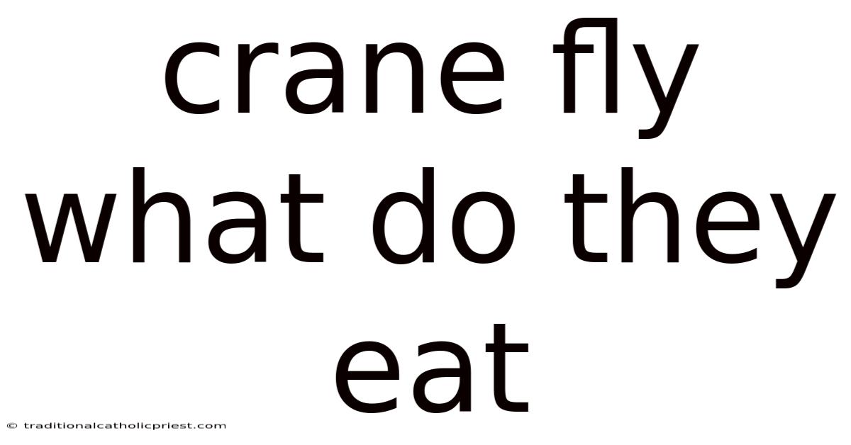 Crane Fly What Do They Eat