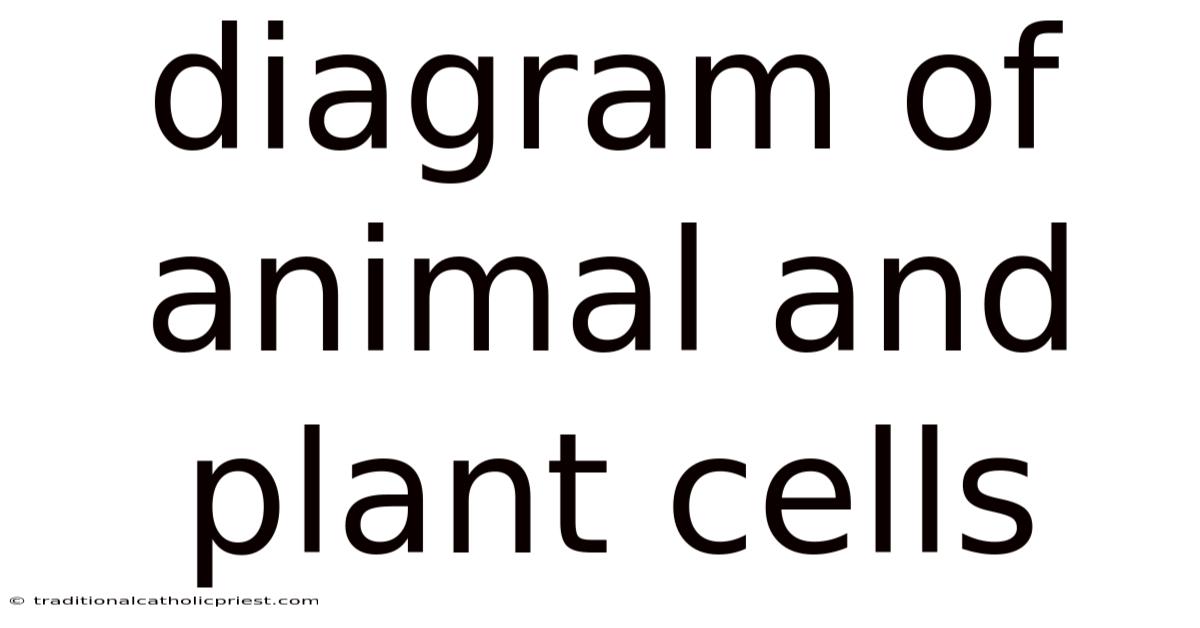 Diagram Of Animal And Plant Cells