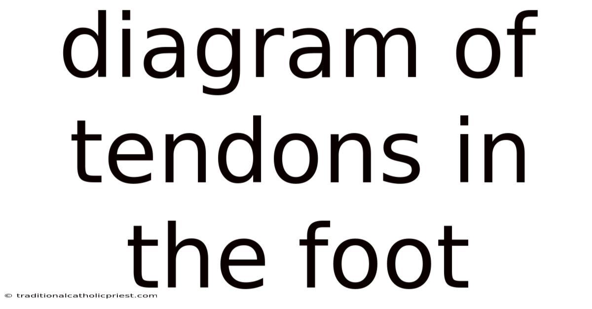 Diagram Of Tendons In The Foot