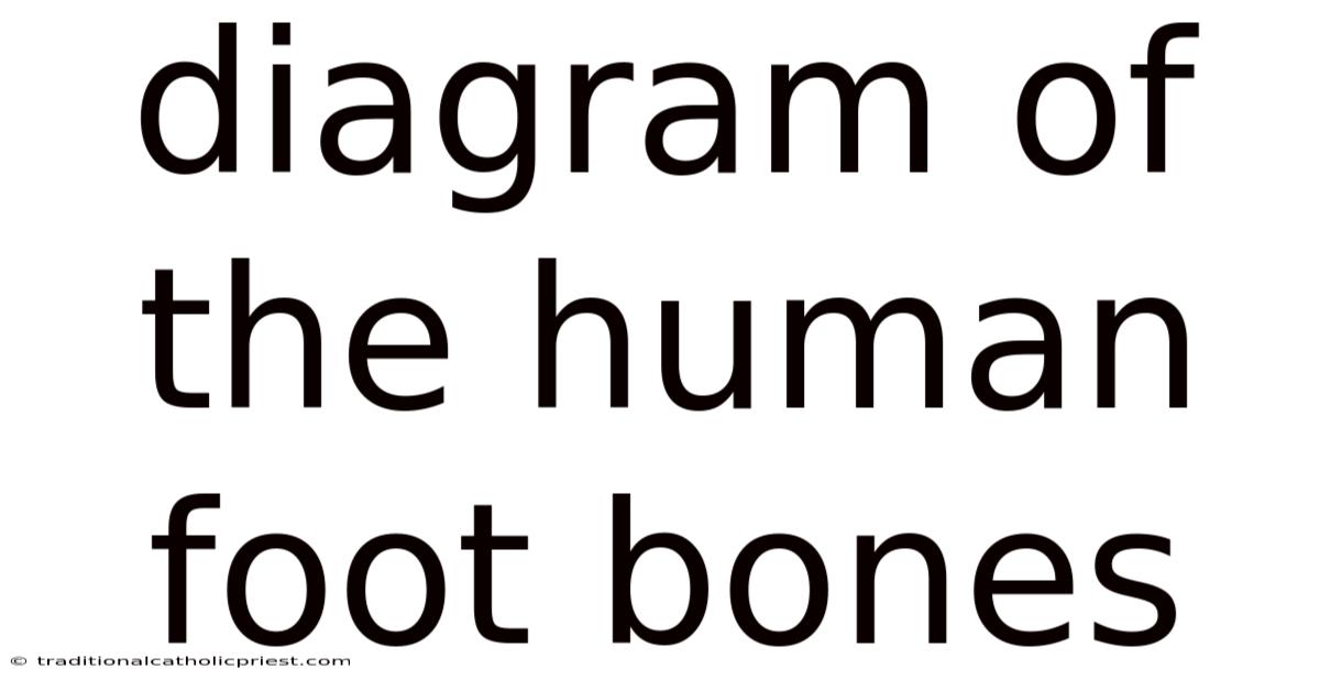 Diagram Of The Human Foot Bones