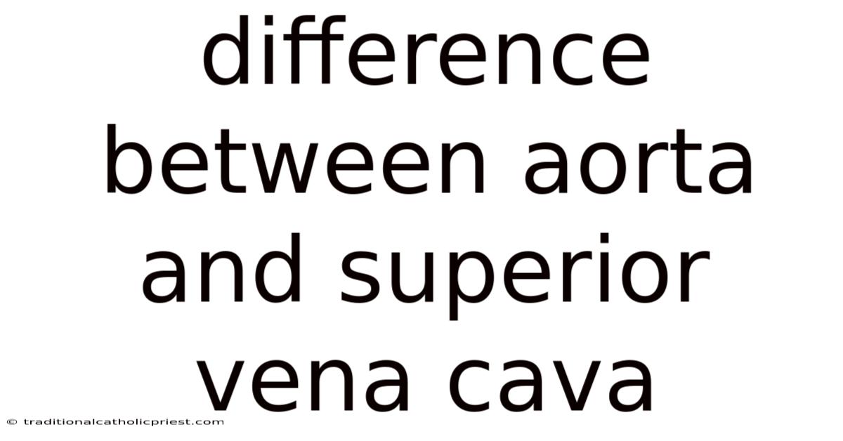 Difference Between Aorta And Superior Vena Cava
