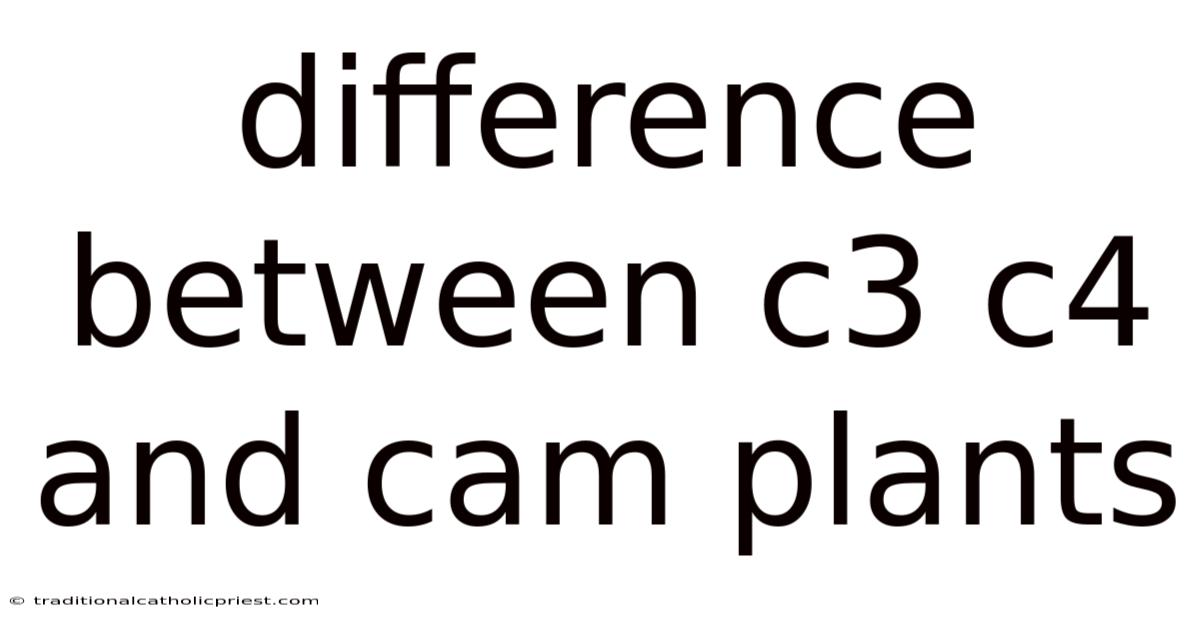 Difference Between C3 C4 And Cam Plants