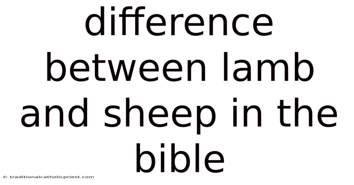 Difference Between Lamb And Sheep In The Bible