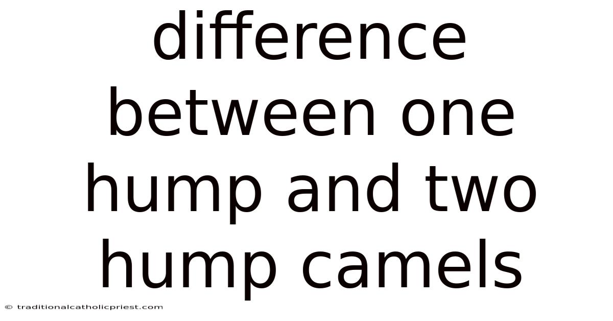 Difference Between One Hump And Two Hump Camels