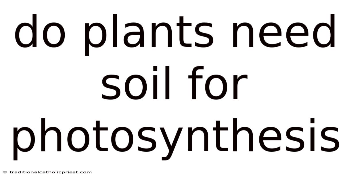 Do Plants Need Soil For Photosynthesis